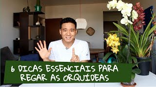 6 Dicas para regar as orquídeas [upl. by Yetak908]