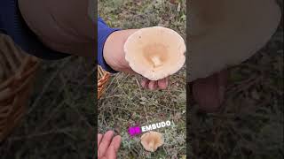 ¡¿Que RECETA usas Para las PLATERAS Geotropa foryou mushroom food viralvideo viralshorts [upl. by Evadne]