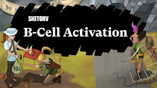 BCell Activation Modes amp Processes Part 1  Sketchy Medical  USMLE Step 1 [upl. by Tamqrah614]