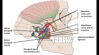 Mnemonics to remember contents of the infratemporal fossa [upl. by Wennerholn]