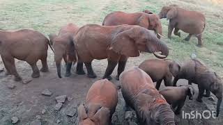 Take a ride in the HEART of TSAVO [upl. by Ayres]