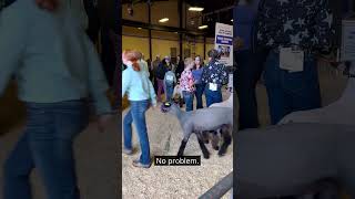 Theres something at the North Carolina State Fair for everyone statefair hotdogs [upl. by Leahcym]