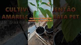 Cultivo de Pimentão Amarelo em Garrafa PET pimentão peppers hortanoquintal shorts trending [upl. by Reifnnej]