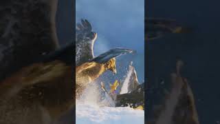 🦅 Eagle vs Hawk Who Rules the Skies 🐦 shorts facts [upl. by Tilla736]