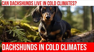 Can Dachshunds Live in Cold Climates [upl. by Edmead484]