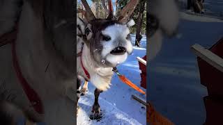 shorts cutevideo cuteanimal snow LAPLANDIA [upl. by Nnagrom870]