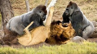 Classic fight Lion  gorilla attack  Amazing Animals Attacks  Wild Animal Fights Caught On Camera [upl. by Llenwad]