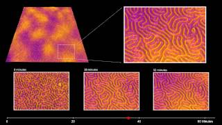 Annealing of a PSPBPS block copolymer in toluene solvent vapor [upl. by Strep]