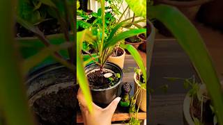 How to reuse plastic containers for growing plants 1000palms shorts diy plastic container [upl. by Merdith]