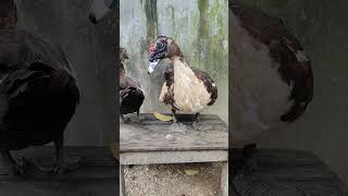 Very Agressive Muscovy Duck in My Farm shortvideo bird chicken duck animals farming [upl. by Garrott]