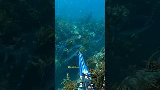 ULTIMATE Killshots kill spearfishing ocean [upl. by Ellene288]