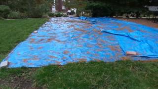 How to Get Rid of Lawn Grubs Fast [upl. by Onitram]