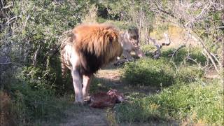 Male Lion keeping Lioness away from kill [upl. by Amoihc]