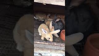 rabbits feeding 😋rabbit [upl. by Vaientina860]