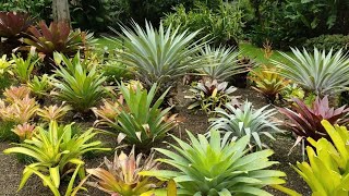 Bromeliad Garden Botanic garden Australia February 2021 [upl. by Bain]