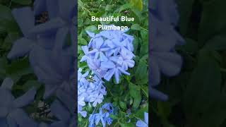 Beautiful Blue Plumbago flowers shrubs vines [upl. by Jodee]