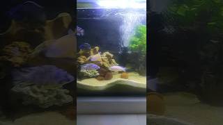 Five feet fish tank colour full chiclets [upl. by Ahsinot]