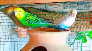 Parakeet Sounds 💖🦜  Happy Budgies Chirping amp Relaxing Birds 💤🎶 [upl. by Erbua755]