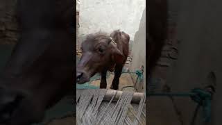 Water Buffalo Sounds amp Calls Explained WaterBuffaloSounds AnimalSounds [upl. by Zingale83]