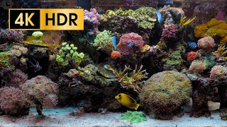 Coral Reef Aquarium  4K HDR 60 fps  no loop [upl. by Saeger]