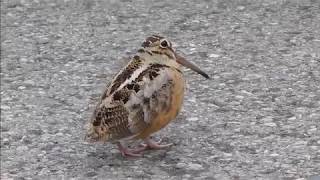 American Woodcock groovin to Staying Alive [upl. by Nanyk]