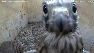 Fotogene Angriffe auf die Kamera und Flugübungen  18062024 [upl. by Euginimod]