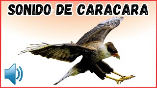 Sonido de Caracara Crestado [upl. by Haneeja]