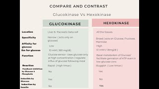 Glucokinase Vs Hexokinase biochemistry [upl. by Sharlene531]