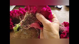 How to Save and Collect Cockscomb Seeds Celosia Flower for Gardening 🦋 [upl. by Godding707]