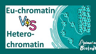 Euchromatin vs heterochromatin  Molecular differences between Euchromatin amp heterochromatin molbio [upl. by Eglantine]