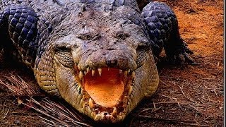 Deadly Crocodiles of the Nile River  Nature Documentary [upl. by Aipotu]