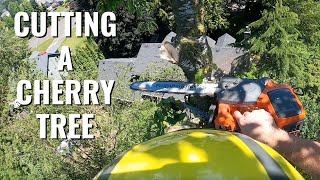 CUTTING A WILD CHERRY TREE \\ PART 2 \\ TREE REMOVAL VIDEOS \ ARBORIST VIDEOS [upl. by Yorker]