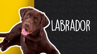 Tudo sobre o LABRADOR Dogueiros Labrador Raças [upl. by Milli644]