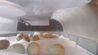 Button Quail Hatching Hatching Cam [upl. by Arlin]