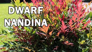 OBSESSION™ is a red flushing dwarf Nandina  Hardy Exotic Range [upl. by Sylera]