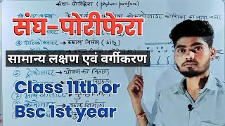 संघपोरिफेरा  phylum porifera class 11  phylum porifera bsc 1st year [upl. by Willyt320]