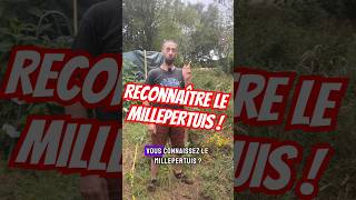 LE MILLEPERTUIS 2 astuces pour le reconnaître à coup sûr [upl. by Aleece]