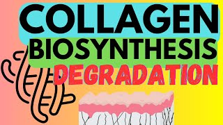 Collagen  Biosynthesis and Degradation [upl. by Westley]