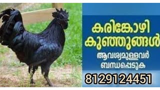 Karinkozhi Sale at Trivandrum Original കരിങ്കോഴികളെ വേണോKarinkozhi farm Kerala [upl. by Georgiana]