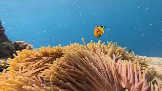 Sea anemones and clownfish [upl. by Lessig]