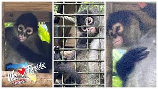 Spider monkeys rescued from pet smuggling operation at Florida zoo [upl. by Rakso381]