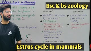 Estrus cycle of mammals class bsc and bs zoology [upl. by Jillane436]