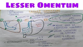 Lesser Omentum Anatomy  Part 1  Ligament and Attachment  The Charsi of Medical Literature [upl. by Linnell]