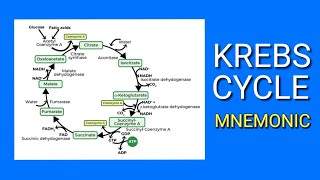 KREBS CYCLE  EASY Mnemonic  How to Memorize the Steps of the Krebs Cycle  Citric Acid Cycle [upl. by Hyman]