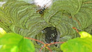 Dolichovespula maculata BALD FACED HORNET nest video 9084683 [upl. by Eitsyrhc]