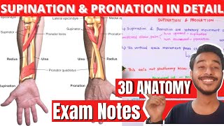 Supination and pronation of hand Anatomy [upl. by Namrak729]