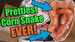 Unboxing a SCALELESS Corn Snake from South Mountain Reptiles [upl. by Ettenuahs16]