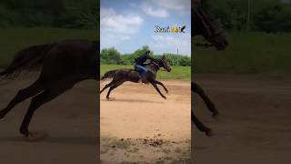 fast dod rani horse mudetha [upl. by Atinot]