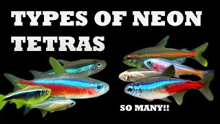 The 7 Types of Neon Tetras [upl. by Aneehsak366]