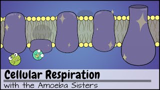 Cellular Respiration UPDATED [upl. by Samal]